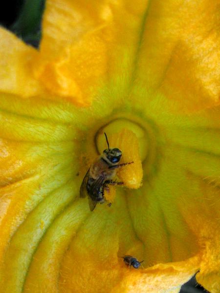 Female squash bee